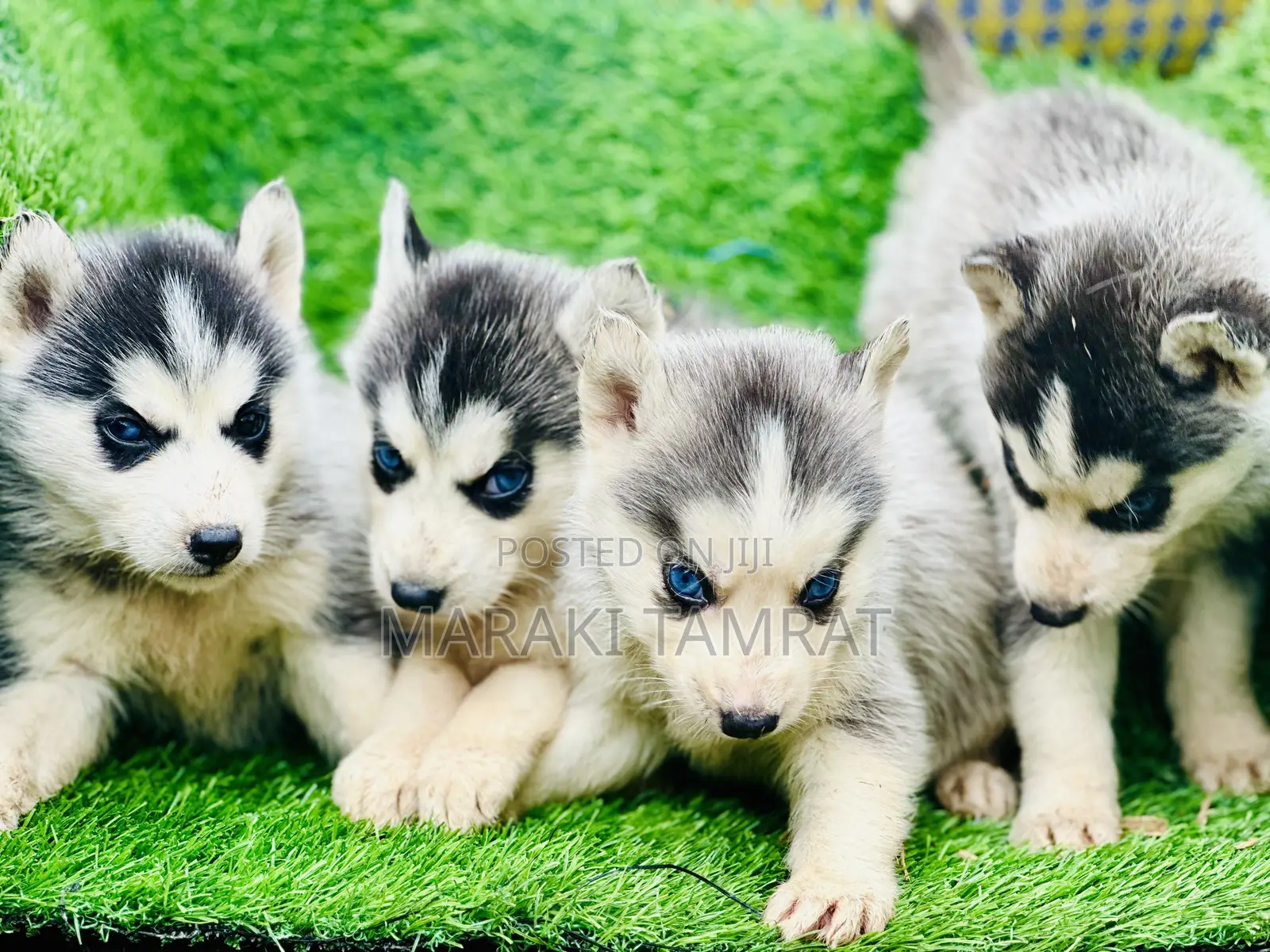 1-3 months Male Purebred Siberian Husky
