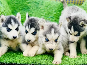 Photo - 1-3 months Male Purebred Siberian Husky