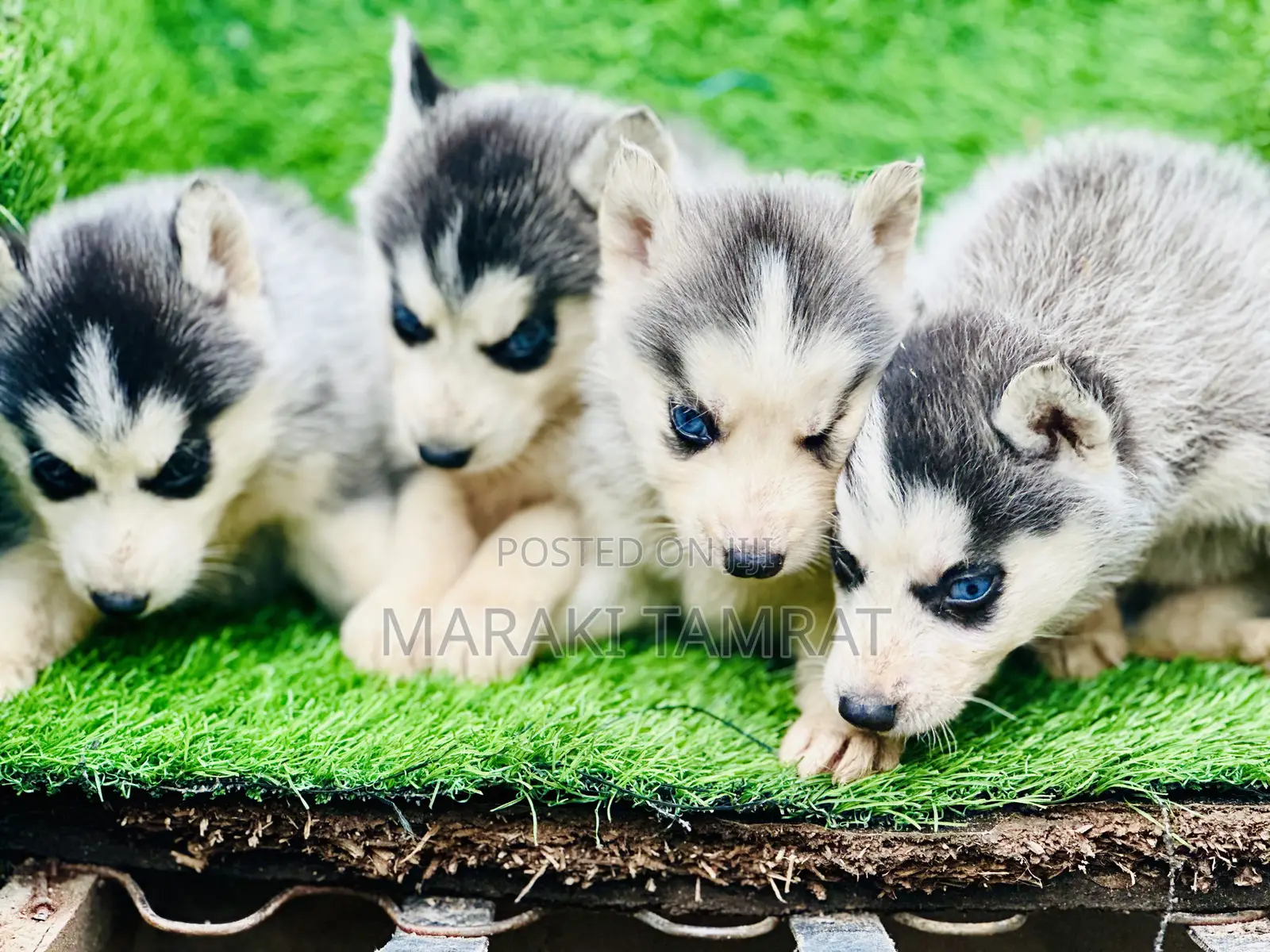 1-3 months Male Purebred Siberian Husky