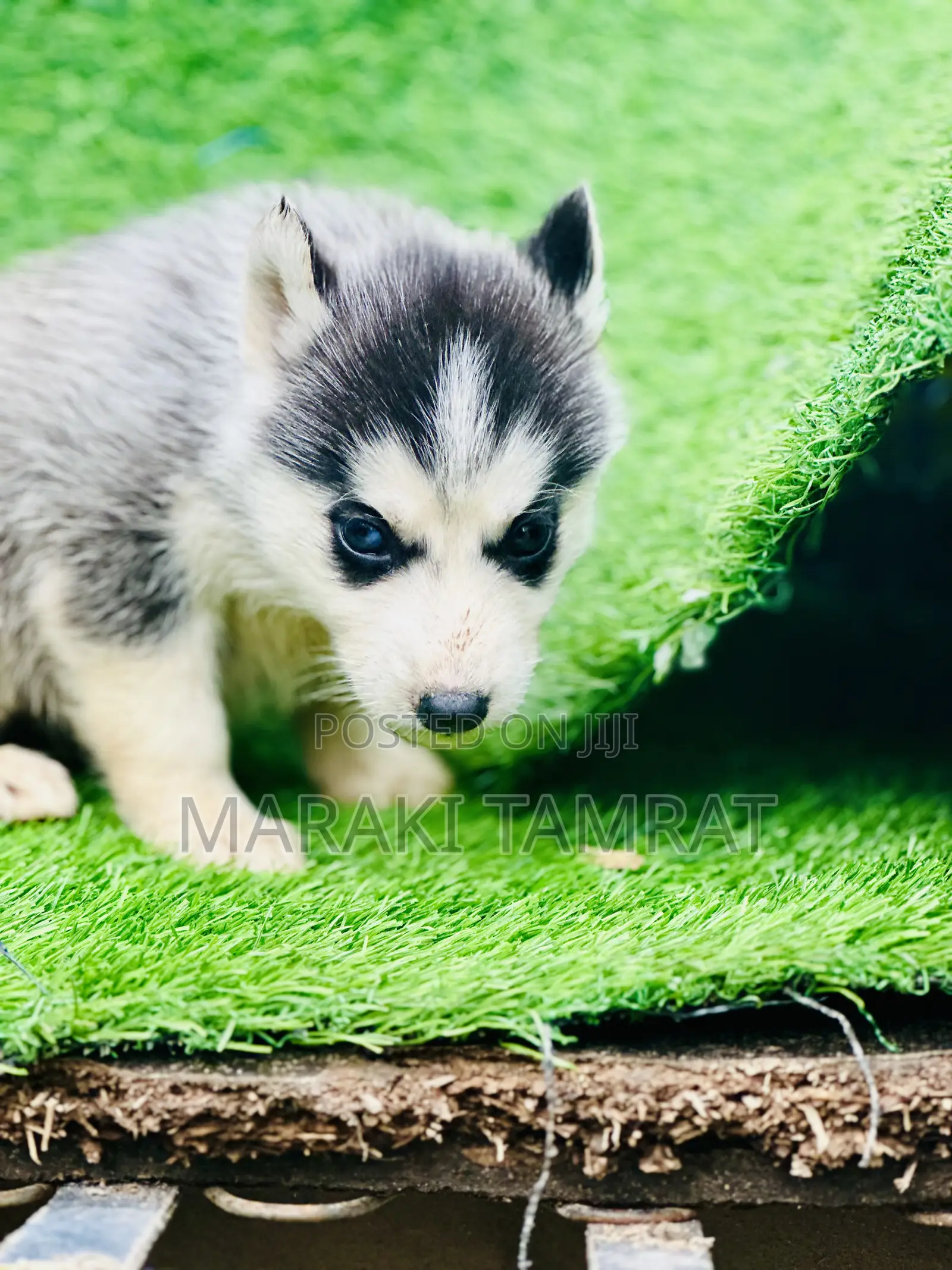 1-3 months Male Purebred Siberian Husky