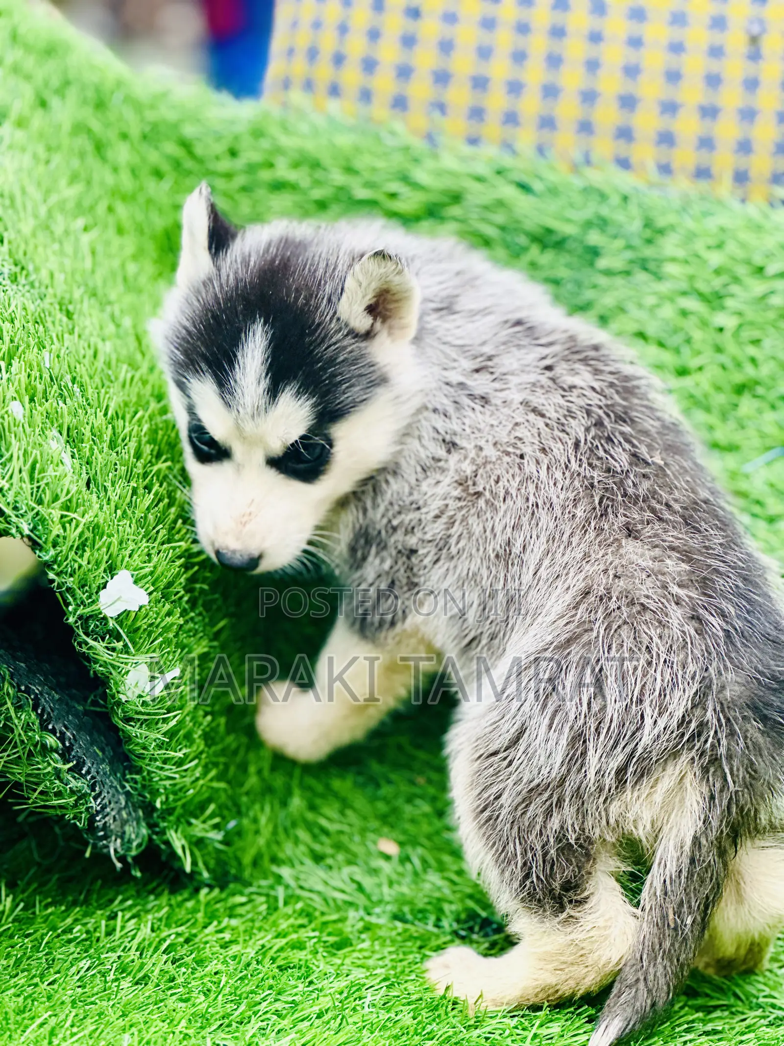 1-3 months Male Purebred Siberian Husky