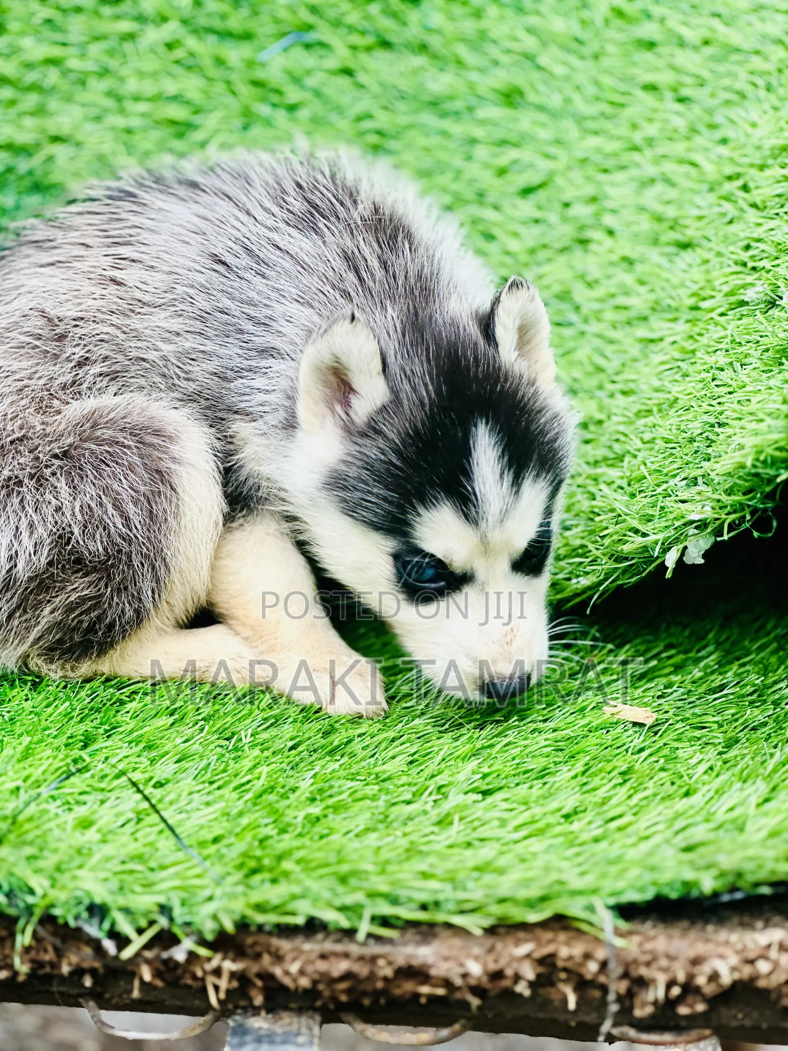 1-3 months Male Purebred Siberian Husky