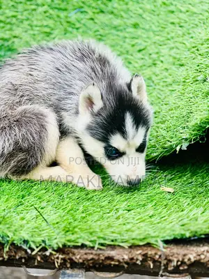 Photo - 1-3 months Male Purebred Siberian Husky