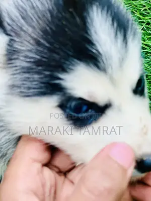 1-3 months Male Purebred Siberian Husky