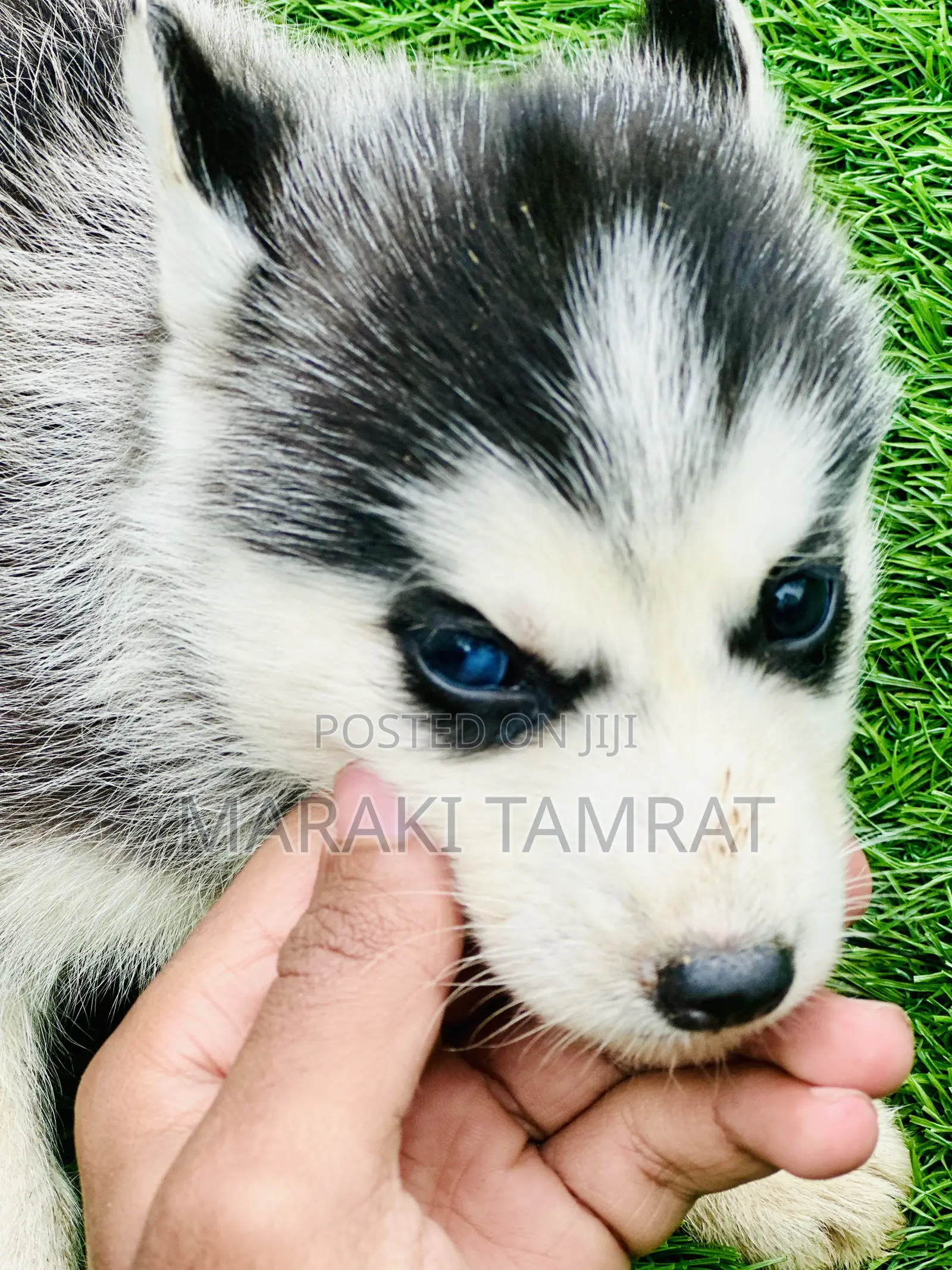 1-3 months Male Purebred Siberian Husky