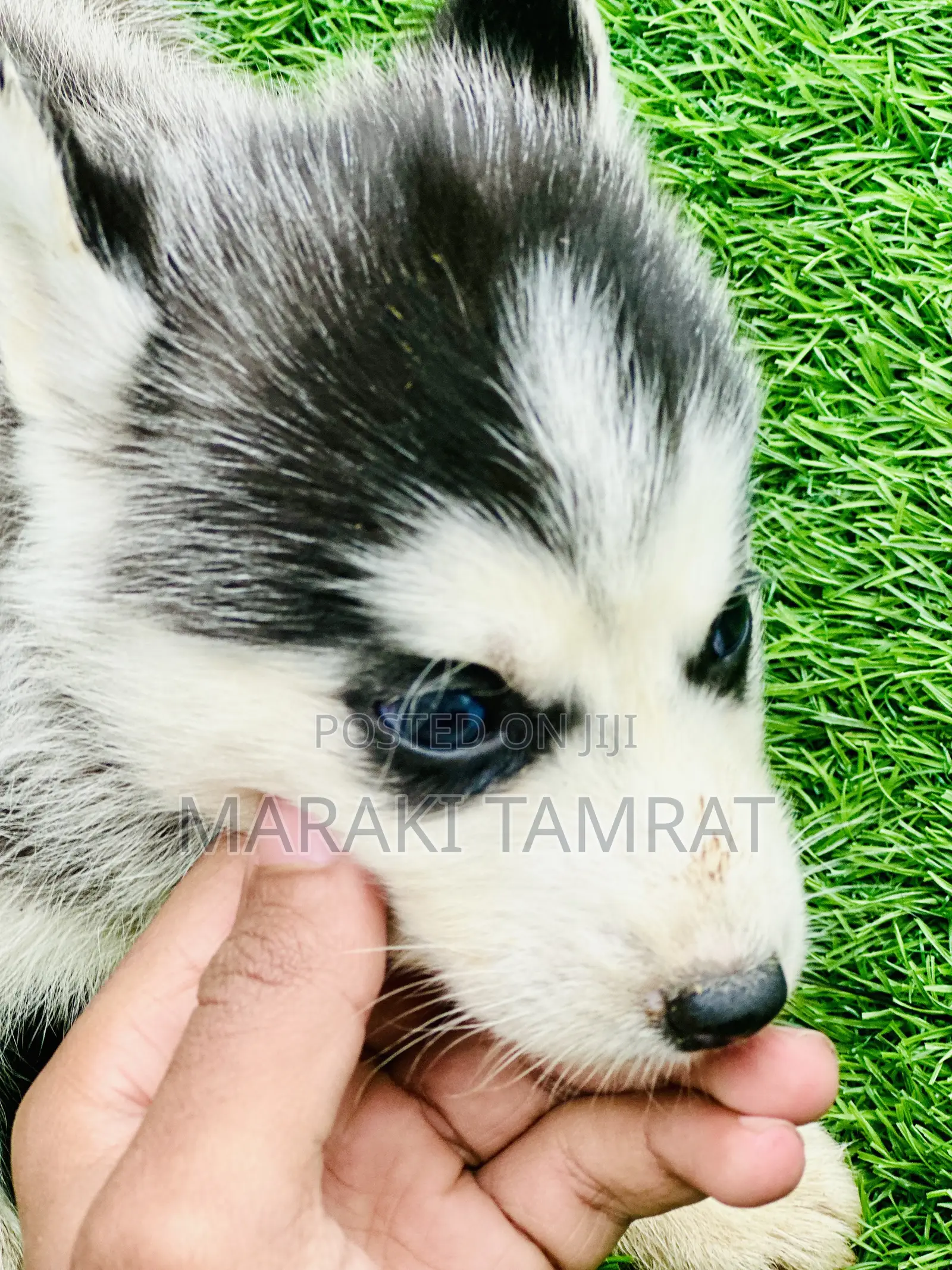 1-3 months Male Purebred Siberian Husky