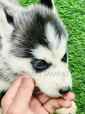 1-3 months Male Purebred Siberian Husky
