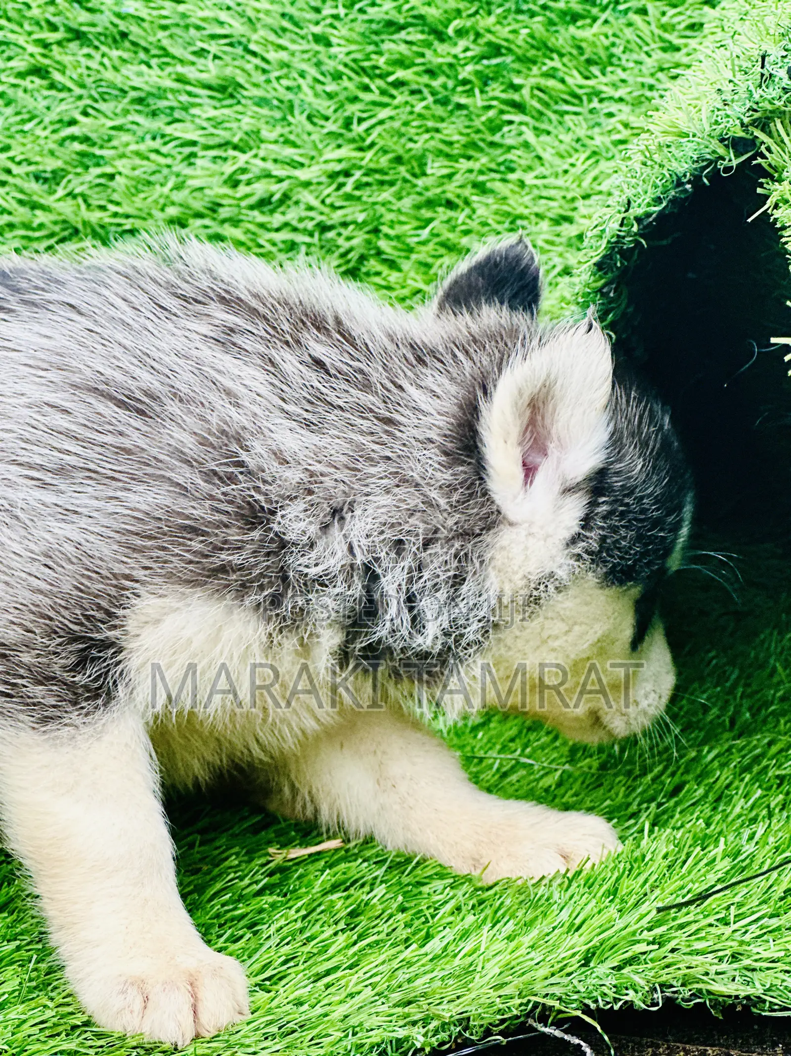 1-3 months Male Purebred Siberian Husky