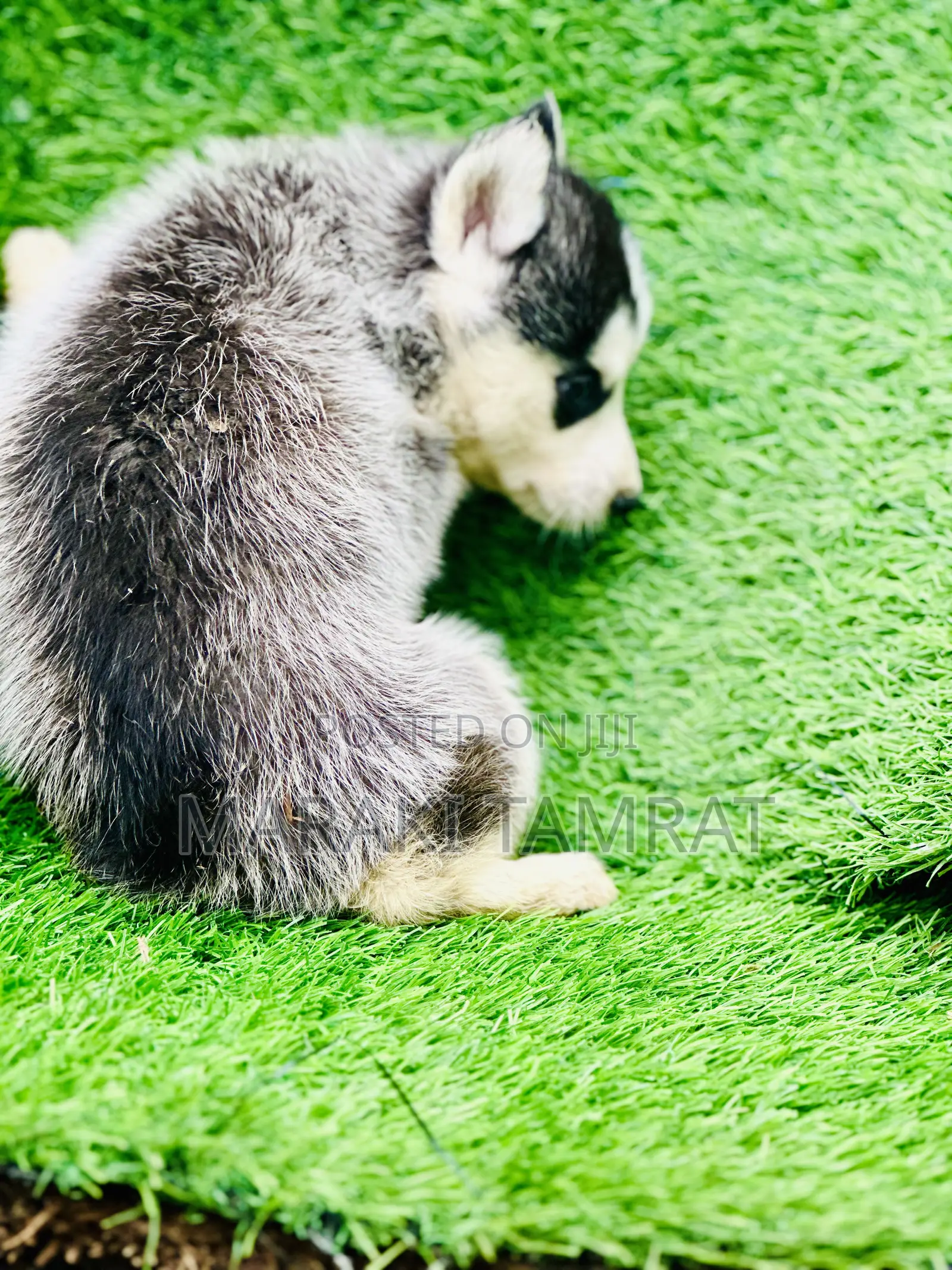 1-3 months Male Purebred Siberian Husky
