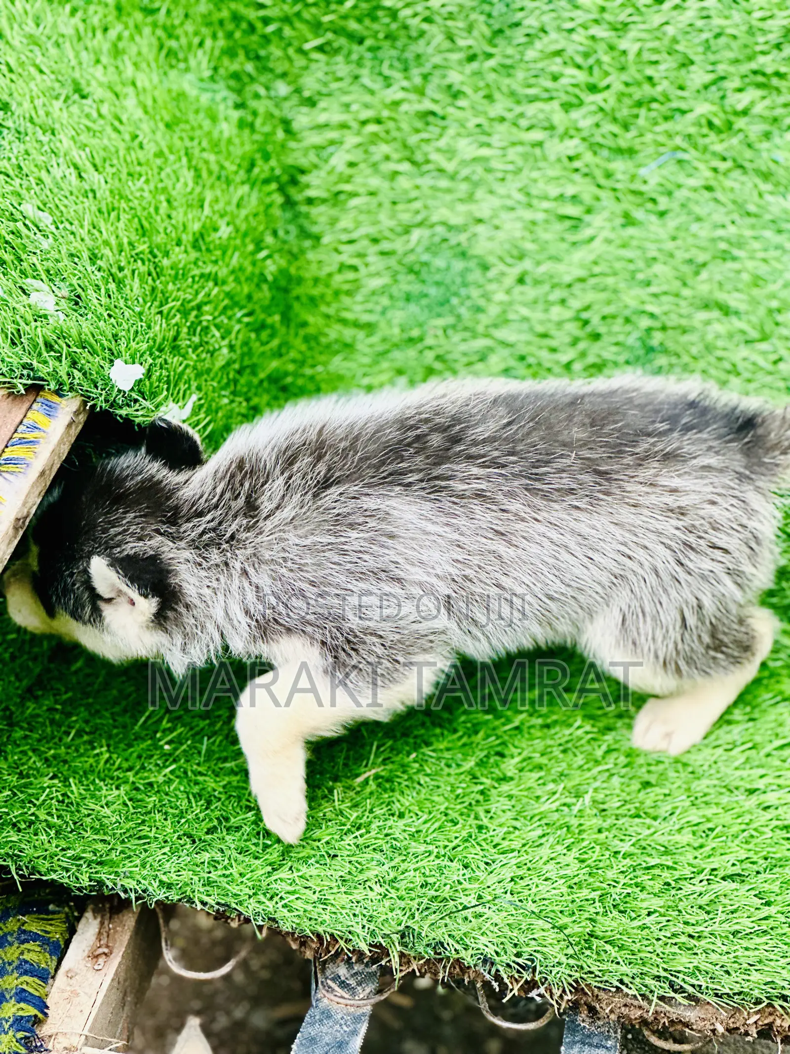 1-3 months Male Purebred Siberian Husky