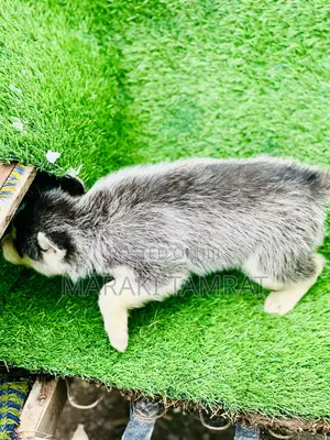 1-3 months Male Purebred Siberian Husky