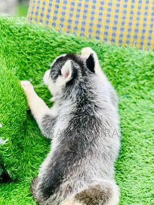 1-3 months Male Purebred Siberian Husky