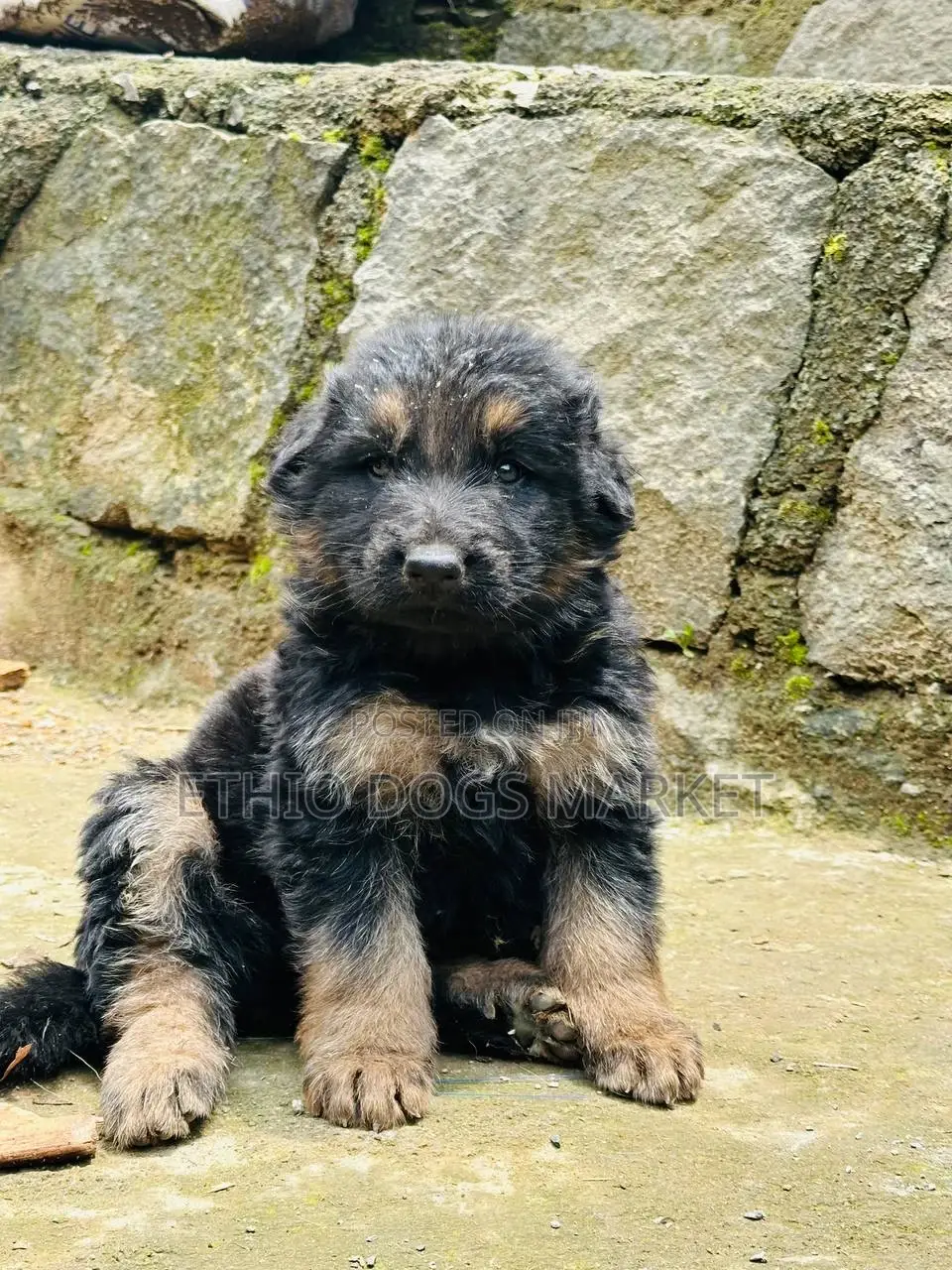 1-3 months Female Purebred German Shepherd