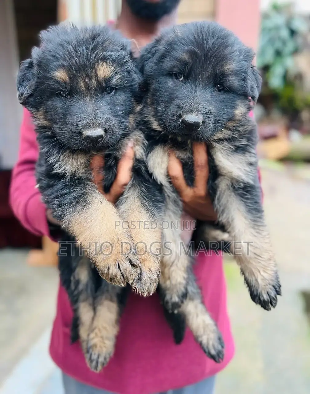 1-3 months Female Purebred German Shepherd