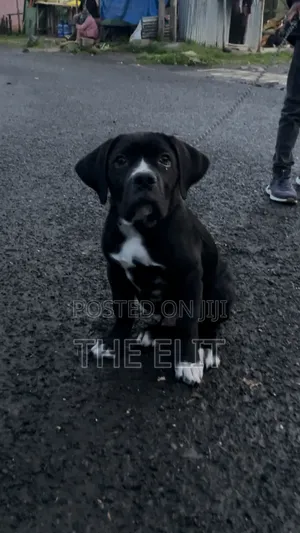 Photo - 1-3 months Male Purebred Boerboel