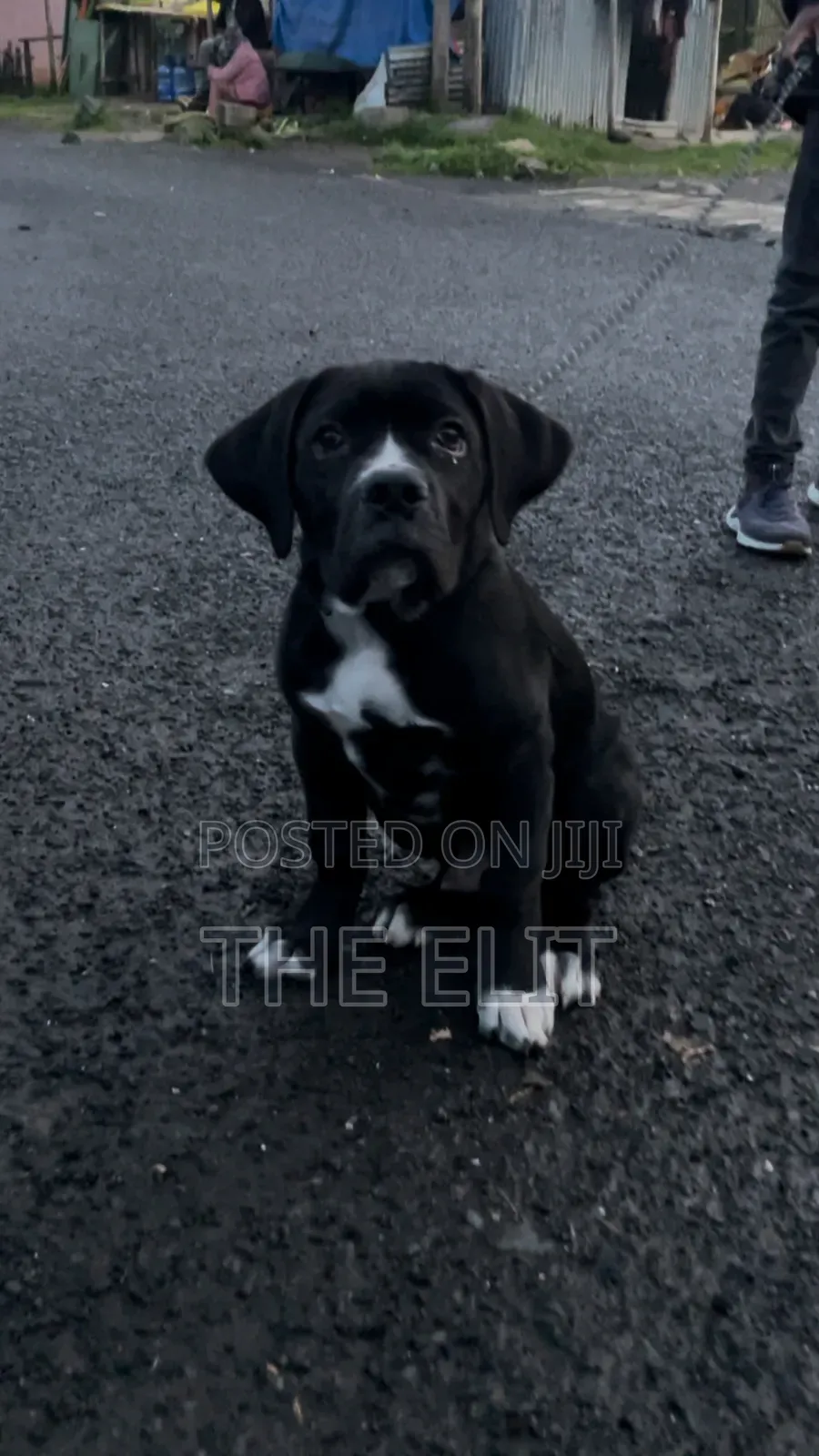 1-3 months Male Purebred Boerboel