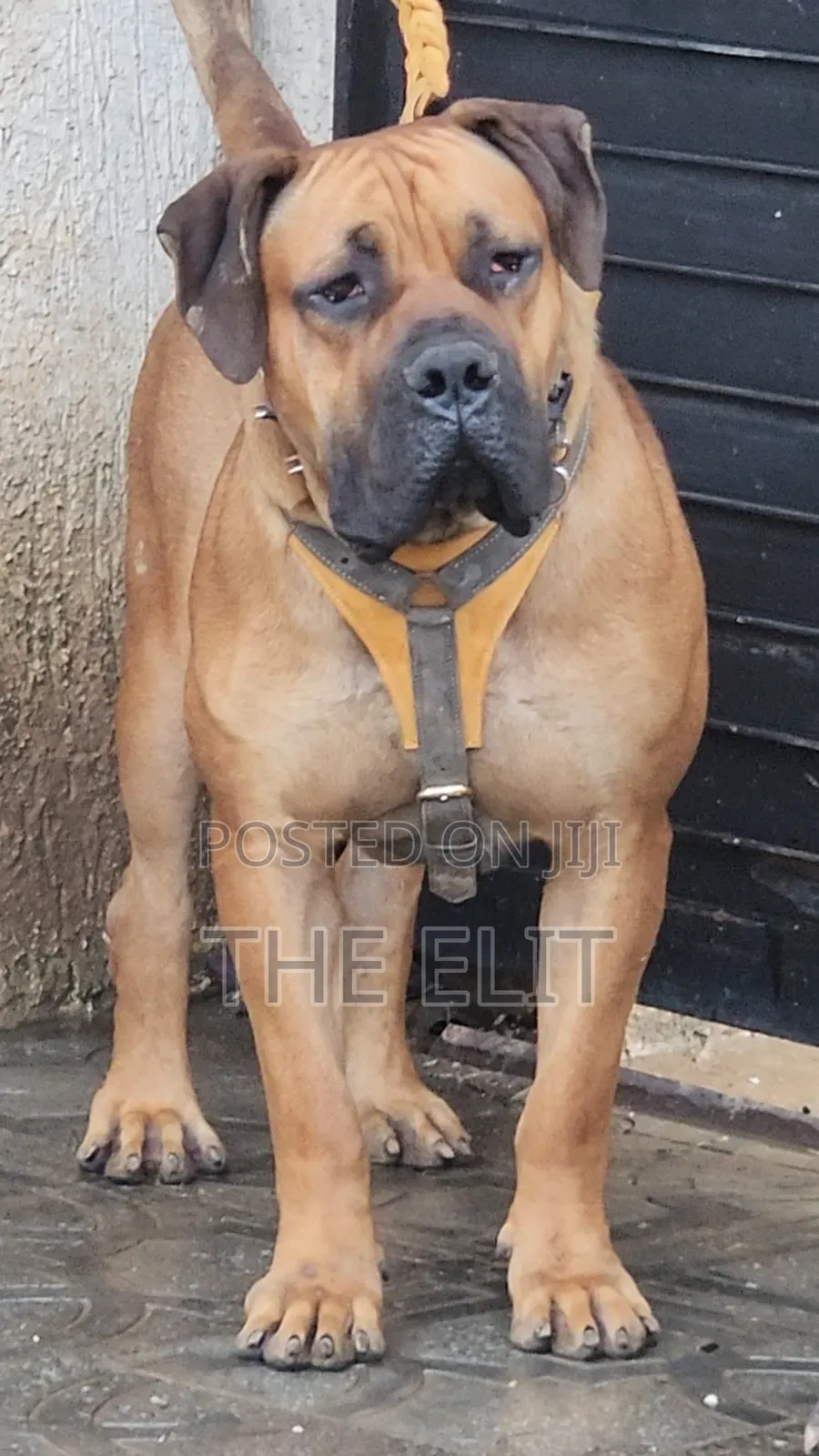 1-3 months Male Purebred Boerboel