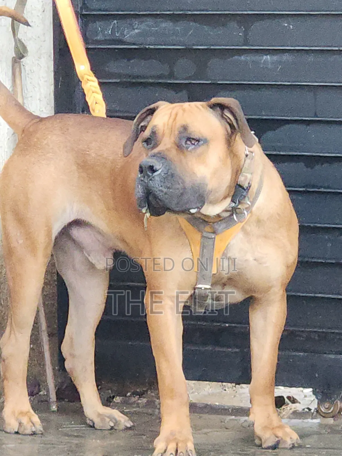 1-3 months Male Purebred Boerboel