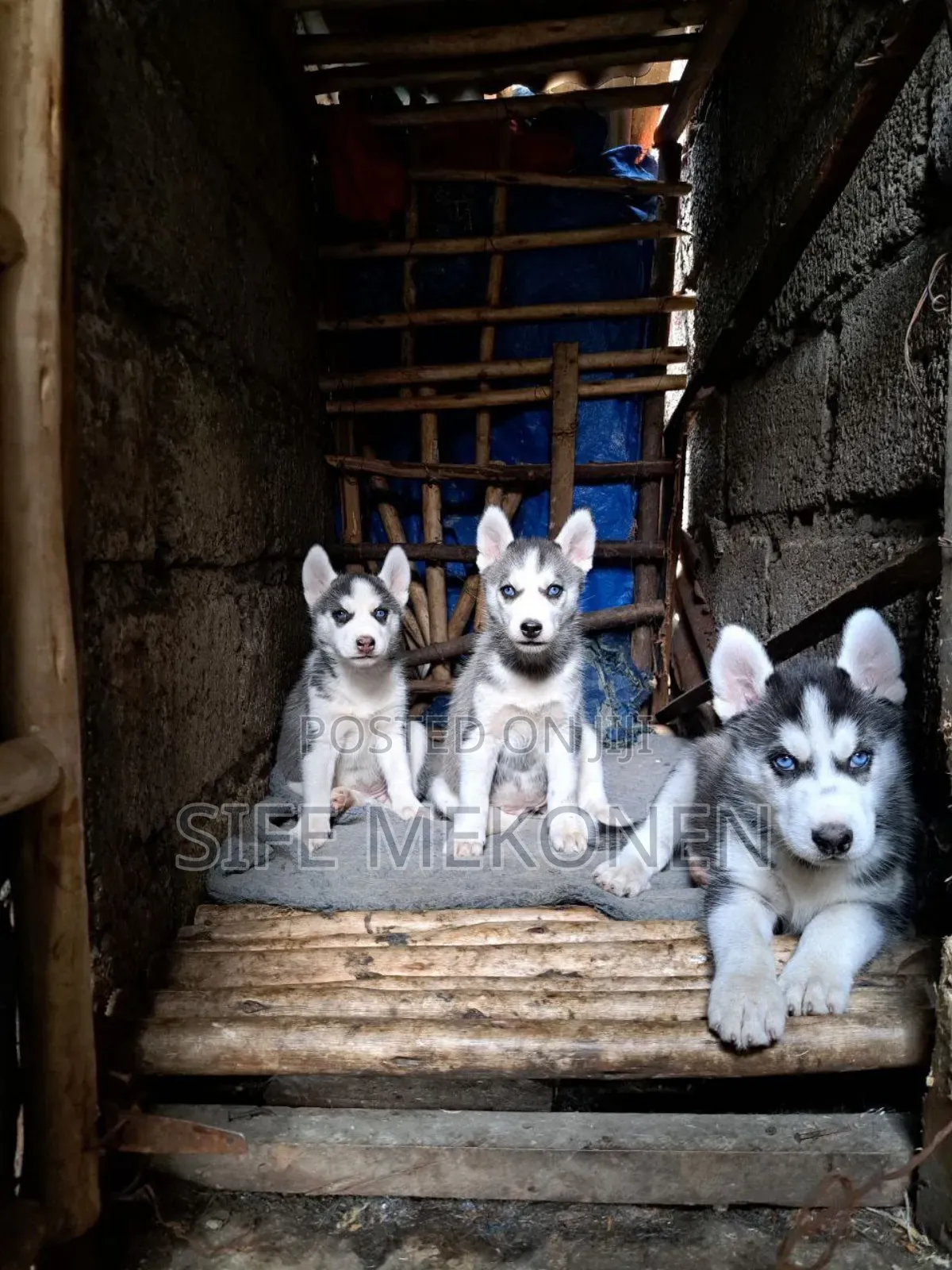 1-3 months Male Purebred Siberian Husky