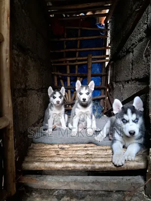 1-3 months Male Purebred Siberian Husky