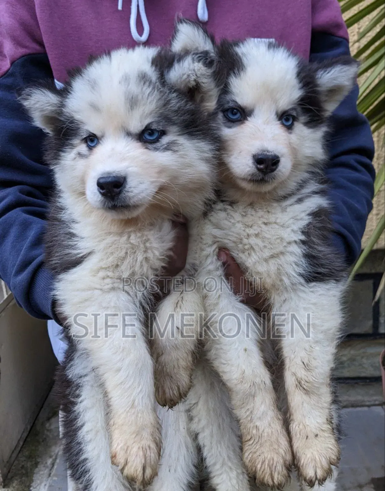 1-3 months Female Purebred Siberian Husky