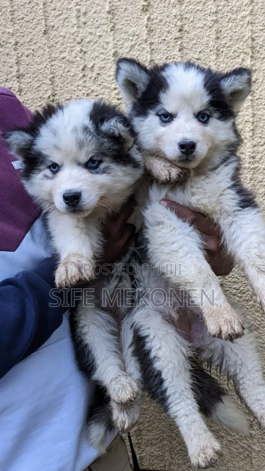 1-3 months Female Purebred Siberian Husky