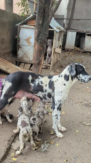 1-3 months Male Purebred Great Dane