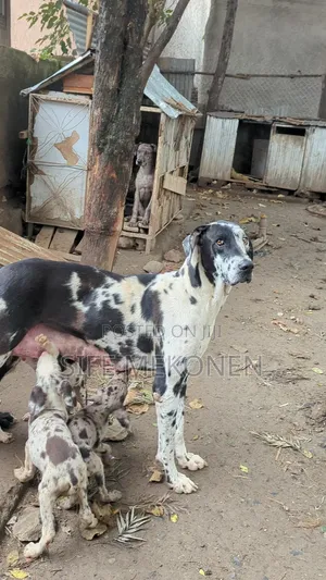 1-3 months Male Purebred Great Dane