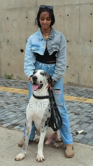 Photo - 1-3 months Male Purebred Great Dane