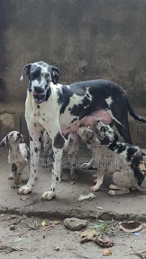 1-3 months Male Purebred Great Dane