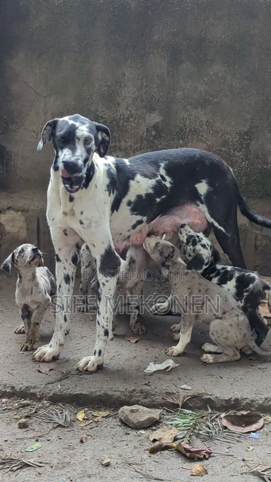 1-3 months Male Purebred Great Dane