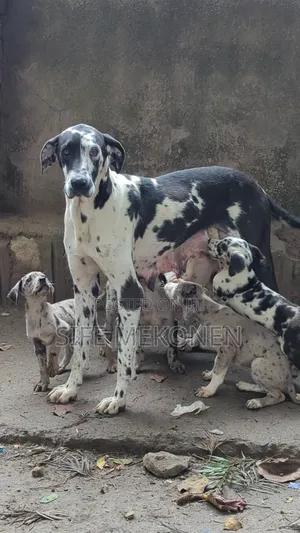 Photo - 1-3 months Male Purebred Great Dane
