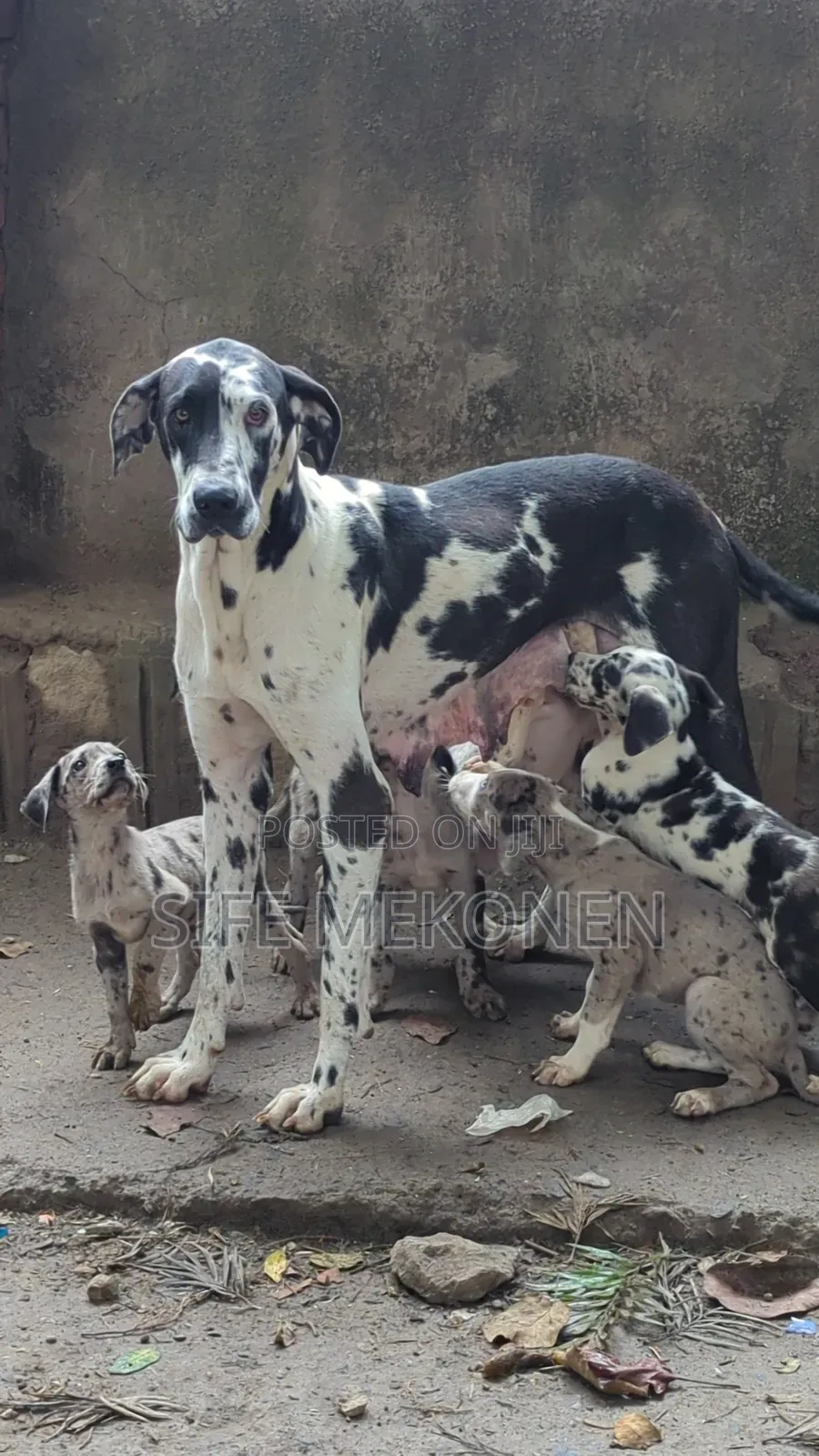 1-3 months Male Purebred Great Dane
