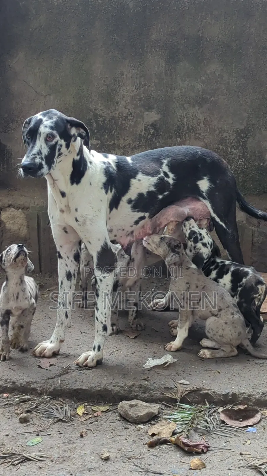 1-3 months Male Purebred Great Dane
