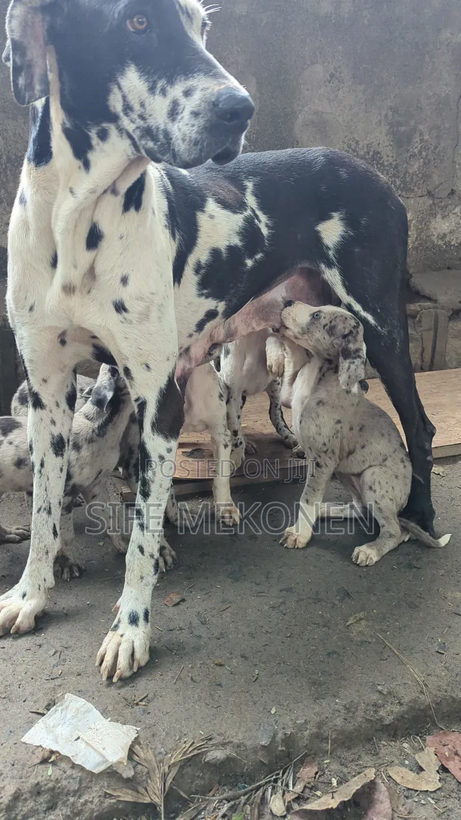 1-3 months Male Purebred Great Dane
