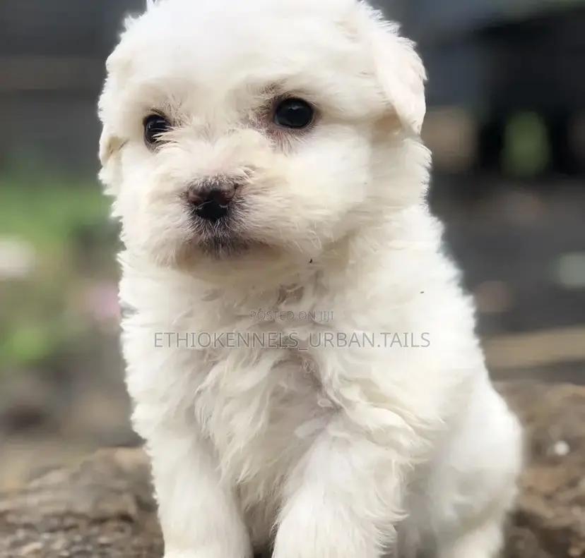 1-3 months Male Purebred Maltese