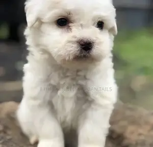 1-3 months Male Purebred Maltese