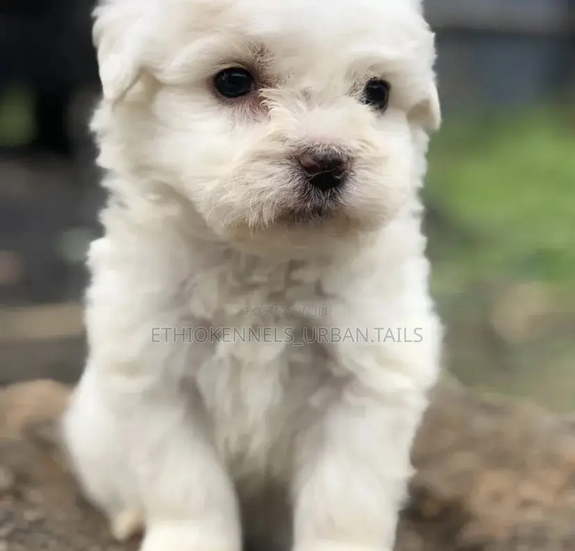 1-3 months Male Purebred Maltese
