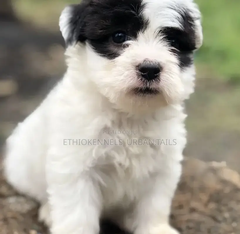 1-3 months Male Mixed Breed Maltese
