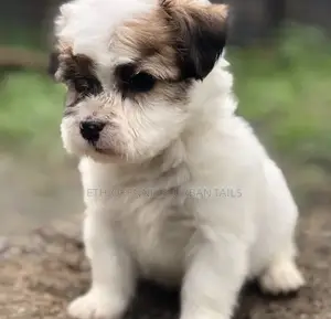 Photo - 1-3 months Male Mixed Breed Maltese