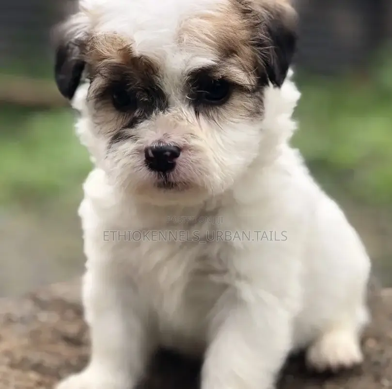1-3 months Male Mixed Breed Maltese