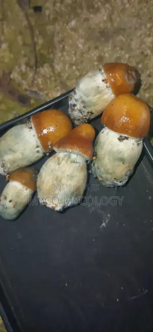 Mushrooms Penis-Envy