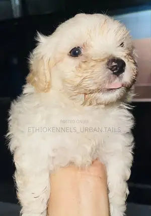 1-3 months Male Purebred Maltese
