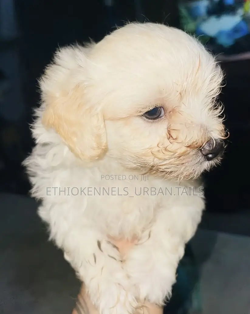 1-3 months Male Purebred Maltese