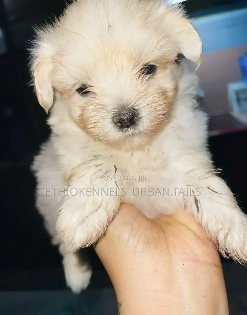 1-3 months Male Purebred Maltese