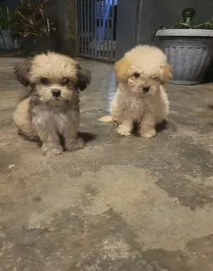 1-3 months Male Mixed Breed Maltese