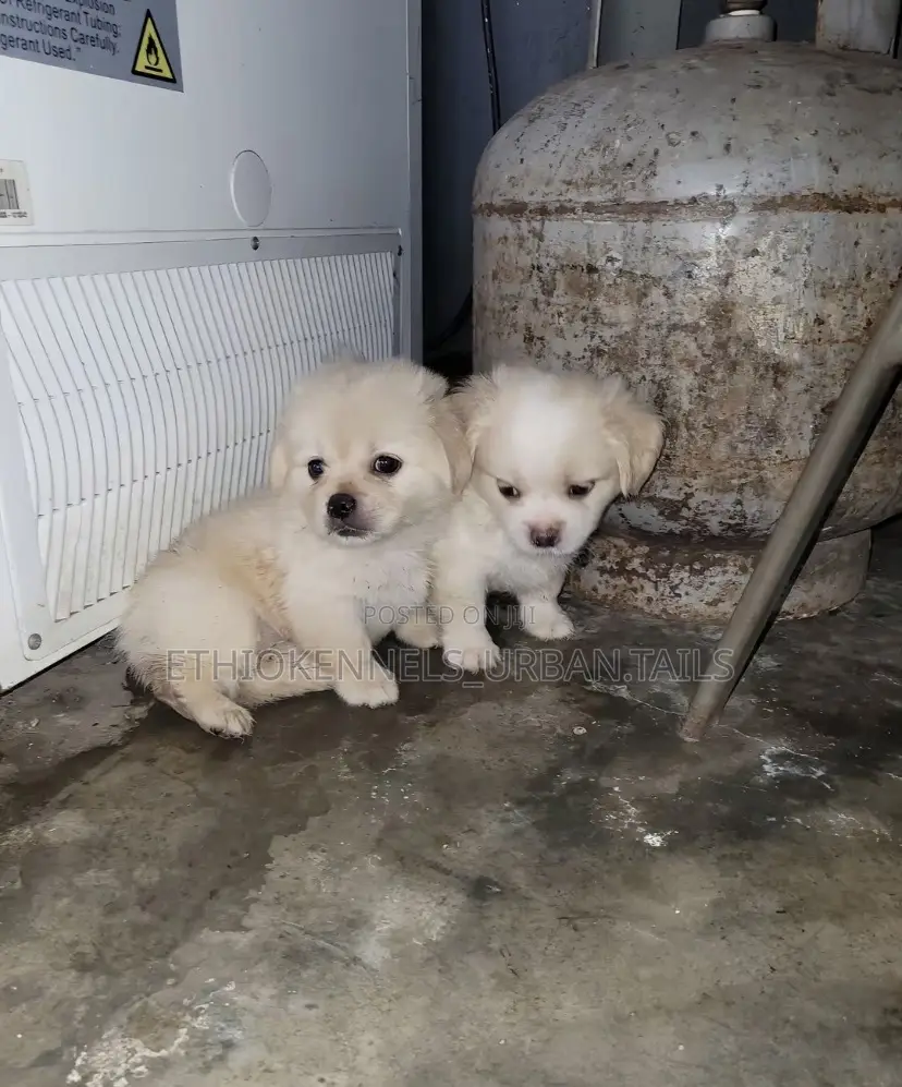 1-3 months Female Mixed Breed Maltese