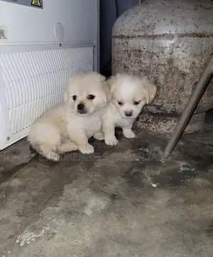 1-3 months Female Mixed Breed Maltese