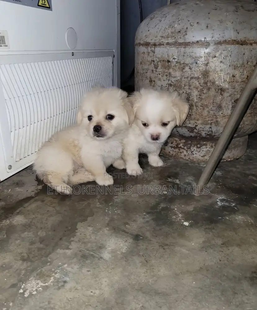 1-3 months Female Mixed Breed Maltese