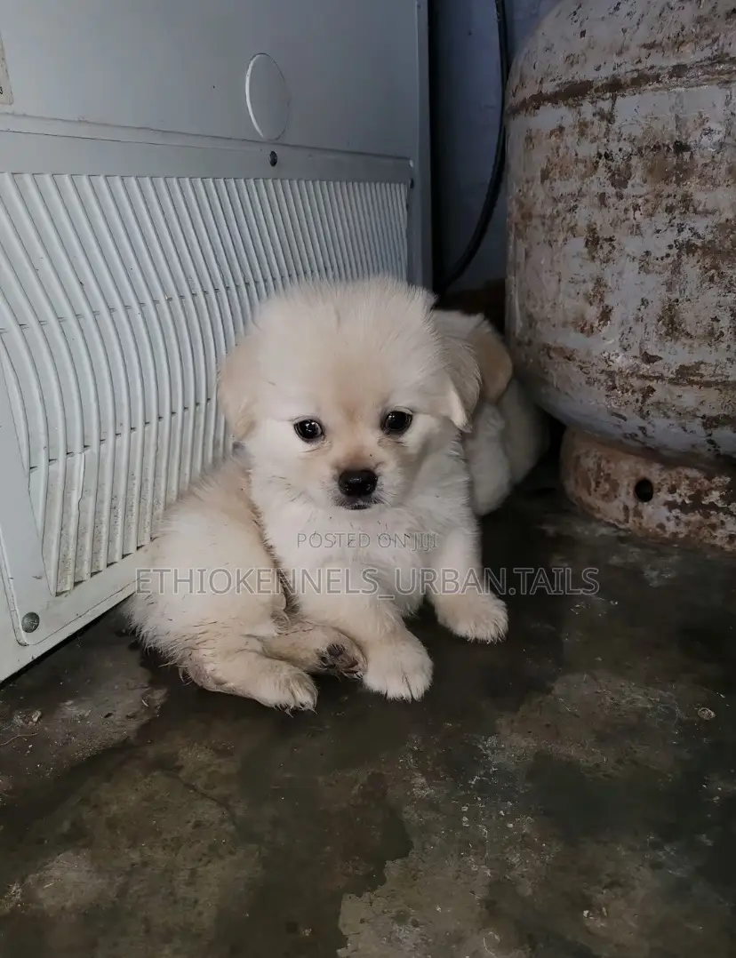 1-3 months Female Mixed Breed Maltese